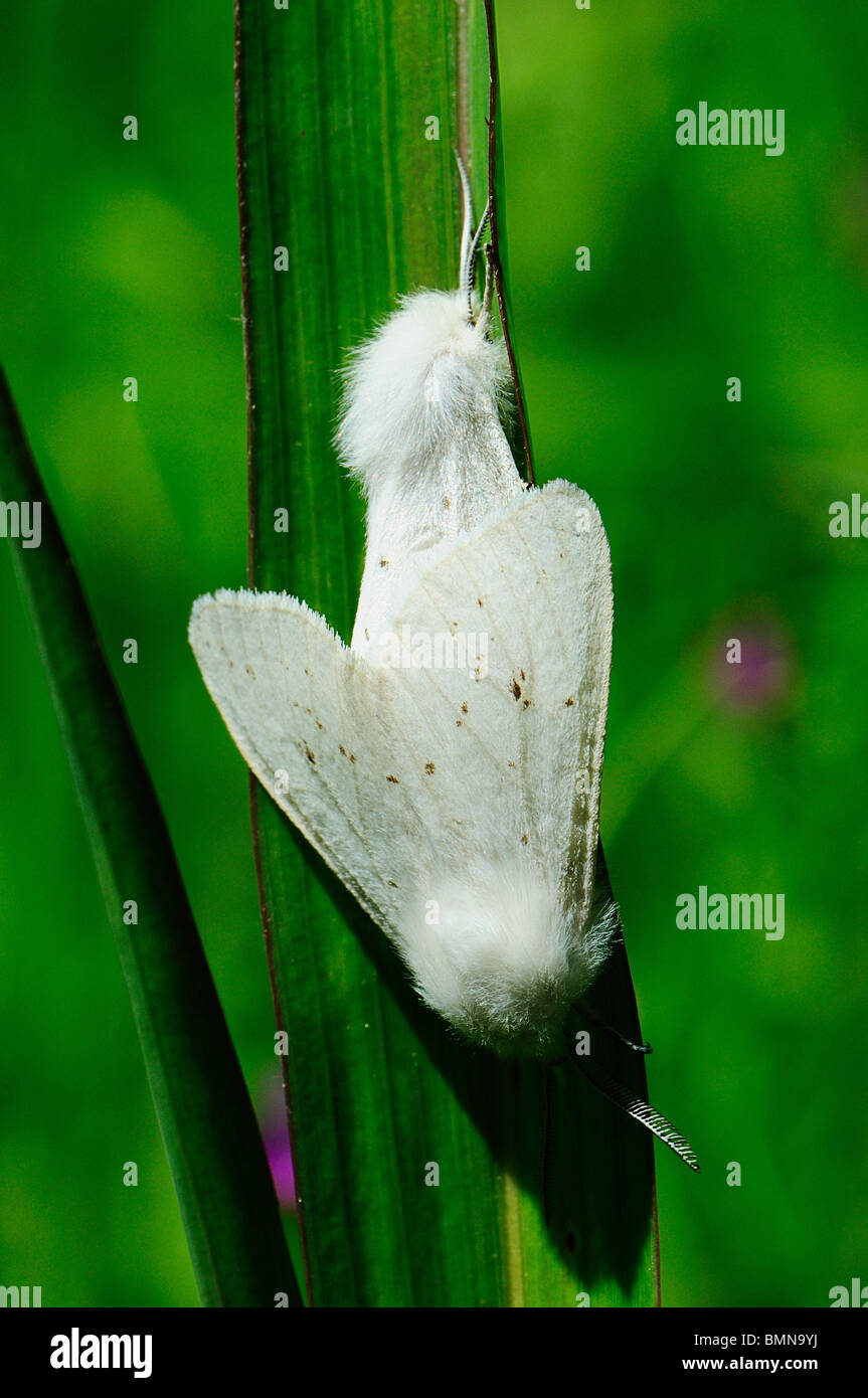 Tiger Moth mating Stock Photo