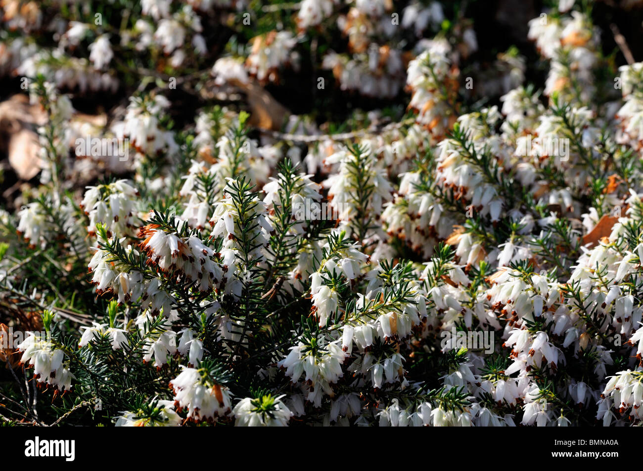 Erica carnea springwood white Winter heath Winter Flowering Heather Spring heath syn. herbacea mediterranea Stock Photo