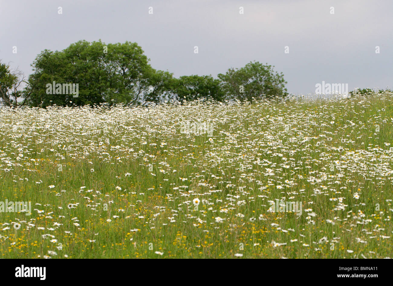Summer Field of Oxeye Daisies, Hertfordshire Stock Photo