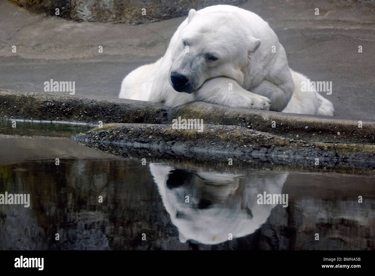 Polar Bear at Portland Zoo, Oregon, USA Stock Photo
