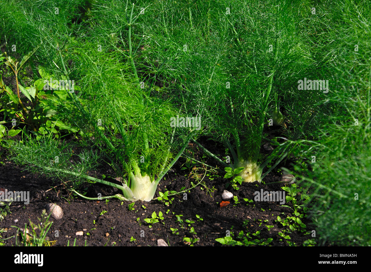 Cultivation of Florence Fennel, vegetablegrowing area Grosses Moos