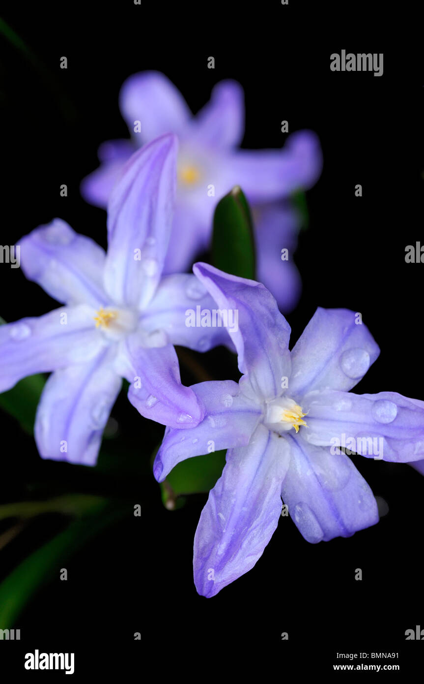 Chionodoxa luciliae syn Chionodoxa gigantea Scilla luciliae glory of the snow blue blossoms spring flowers blooming bloom Stock Photo