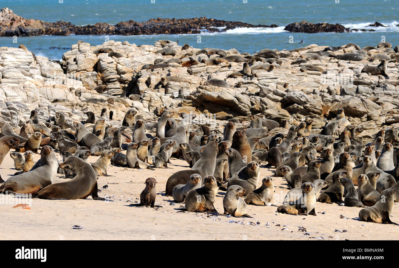 Kleinzee Cape Fur Seal colony, Arctocephalus pusillus, Kleinzee, Namaqualand, South Africa Stock Photo
