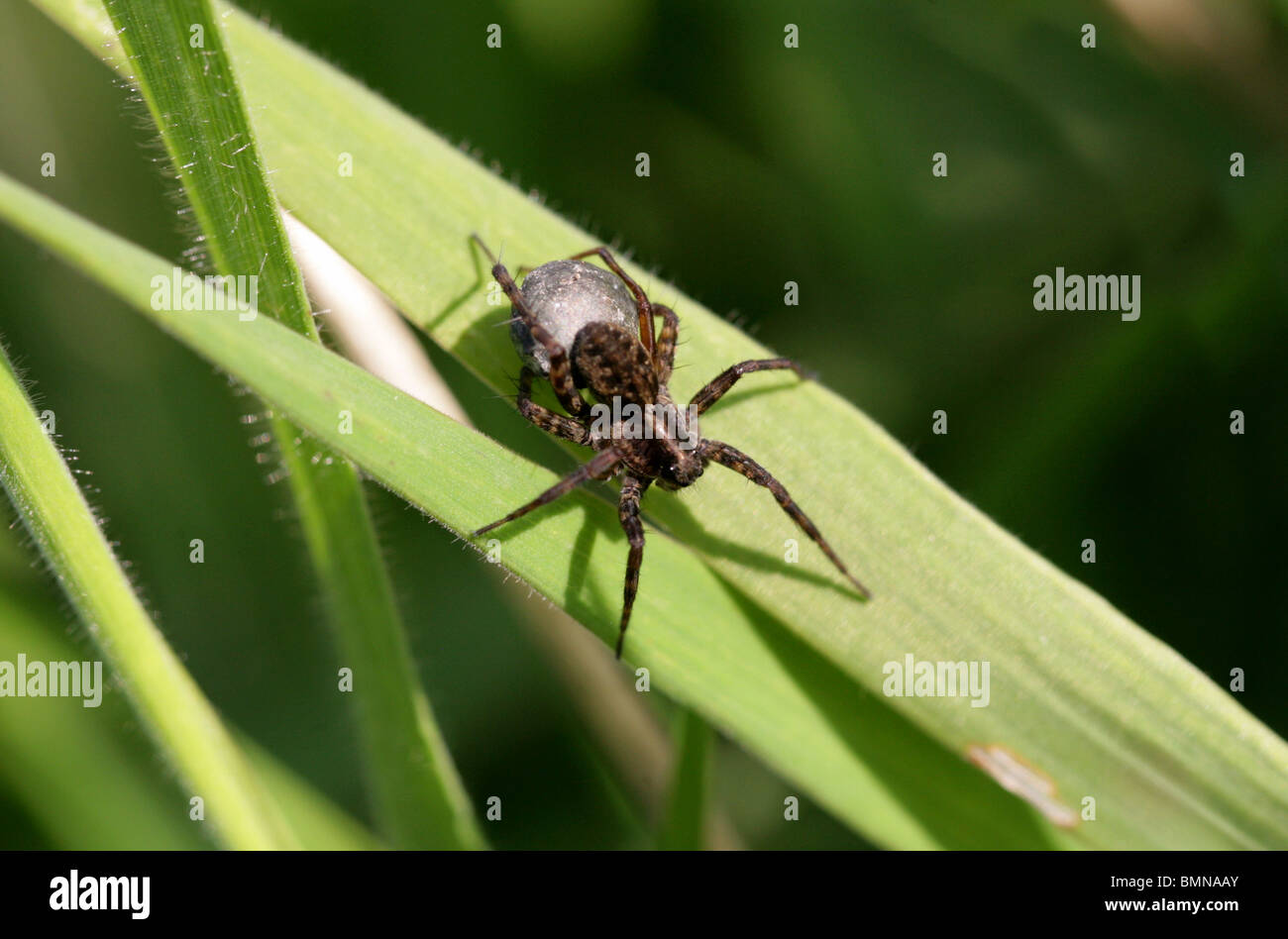 Female Wolf Spider with Egg Sack, Pardosa lugubris, Lycosidae (wolf