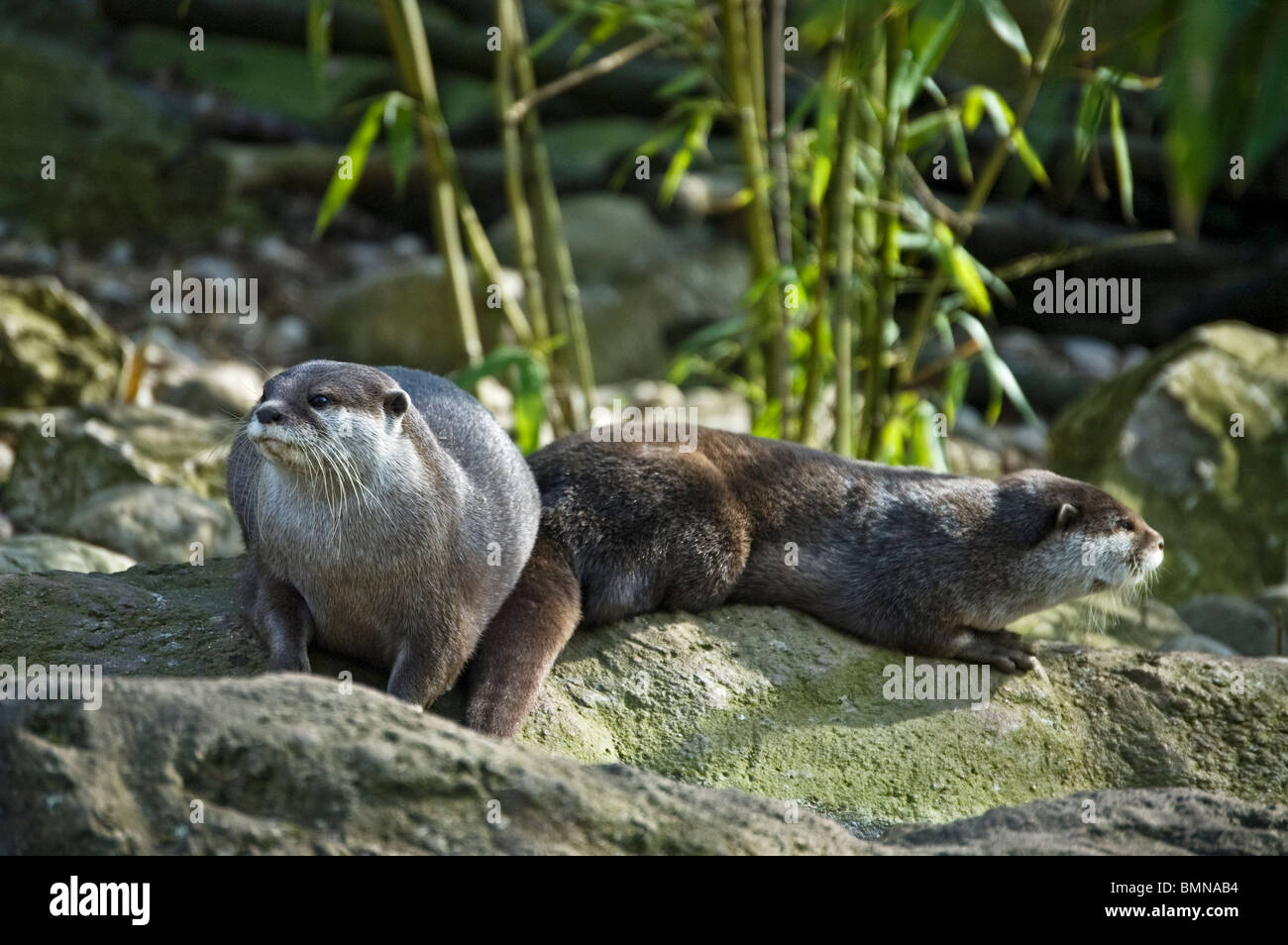 Otters at London Zoo. Stock Photo