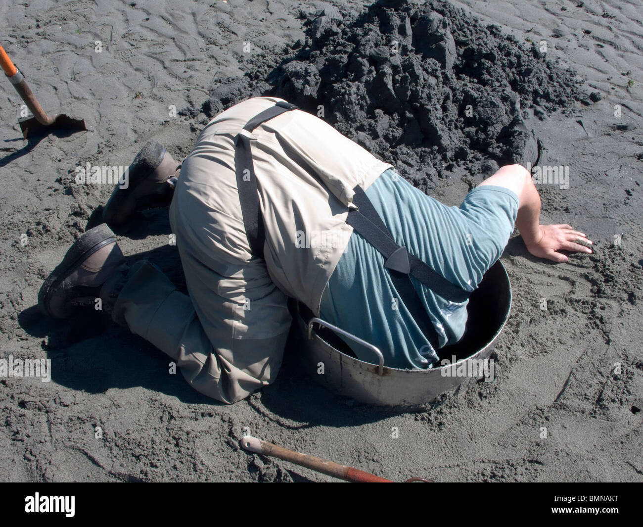 Geoduck clam digging on Washinton State's Puget Sound during a minus 3