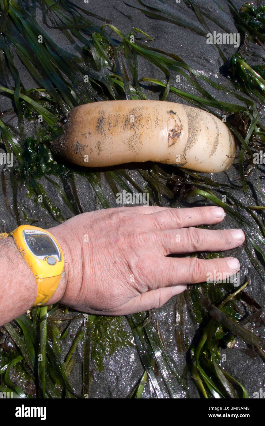 Geoduck Clams High Resolution Stock Photography and Images Alamy