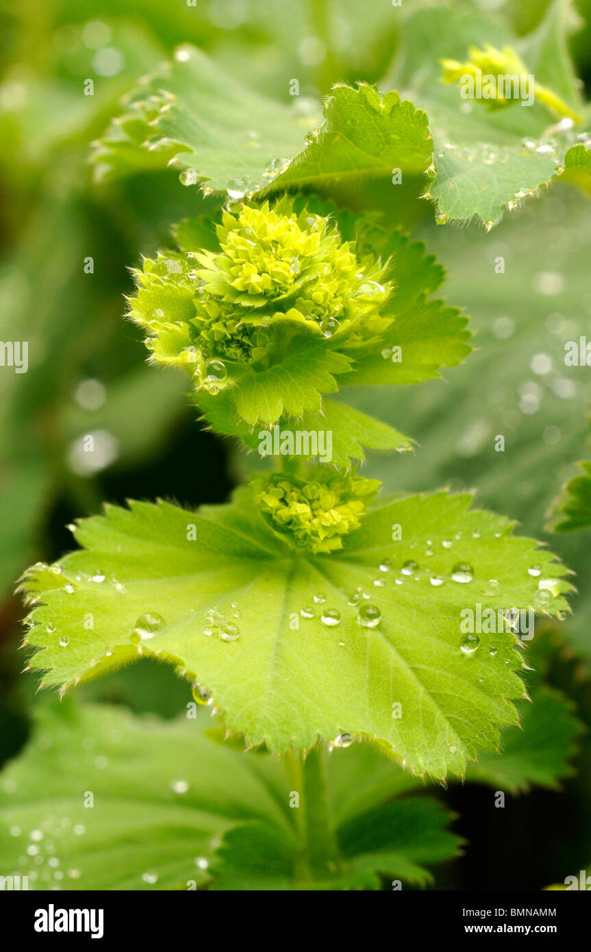 Water beads on the leaves of Alchemilla mollis. Stock Photo