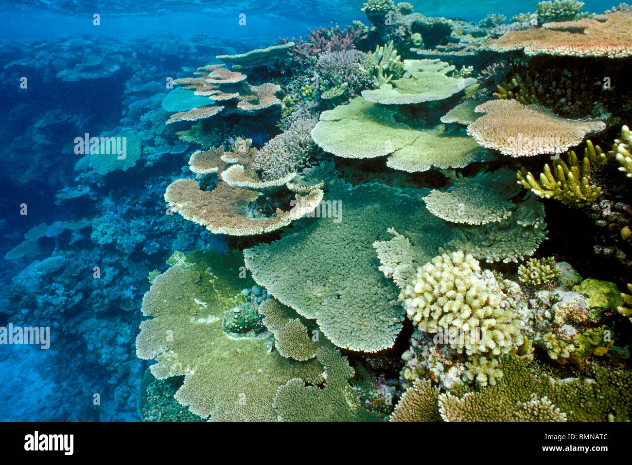 Hard corals, Great Barrier reef, Australia, South Pacific Ocean Stock Photo