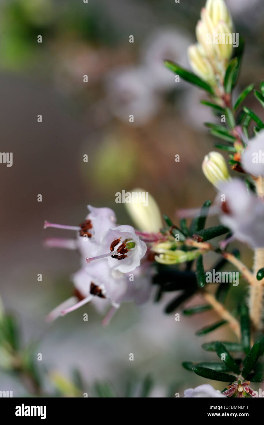 Erica canaliculata heather white flower garden plant winter spring  low growing evergreen shrub dense compact Stock Photo