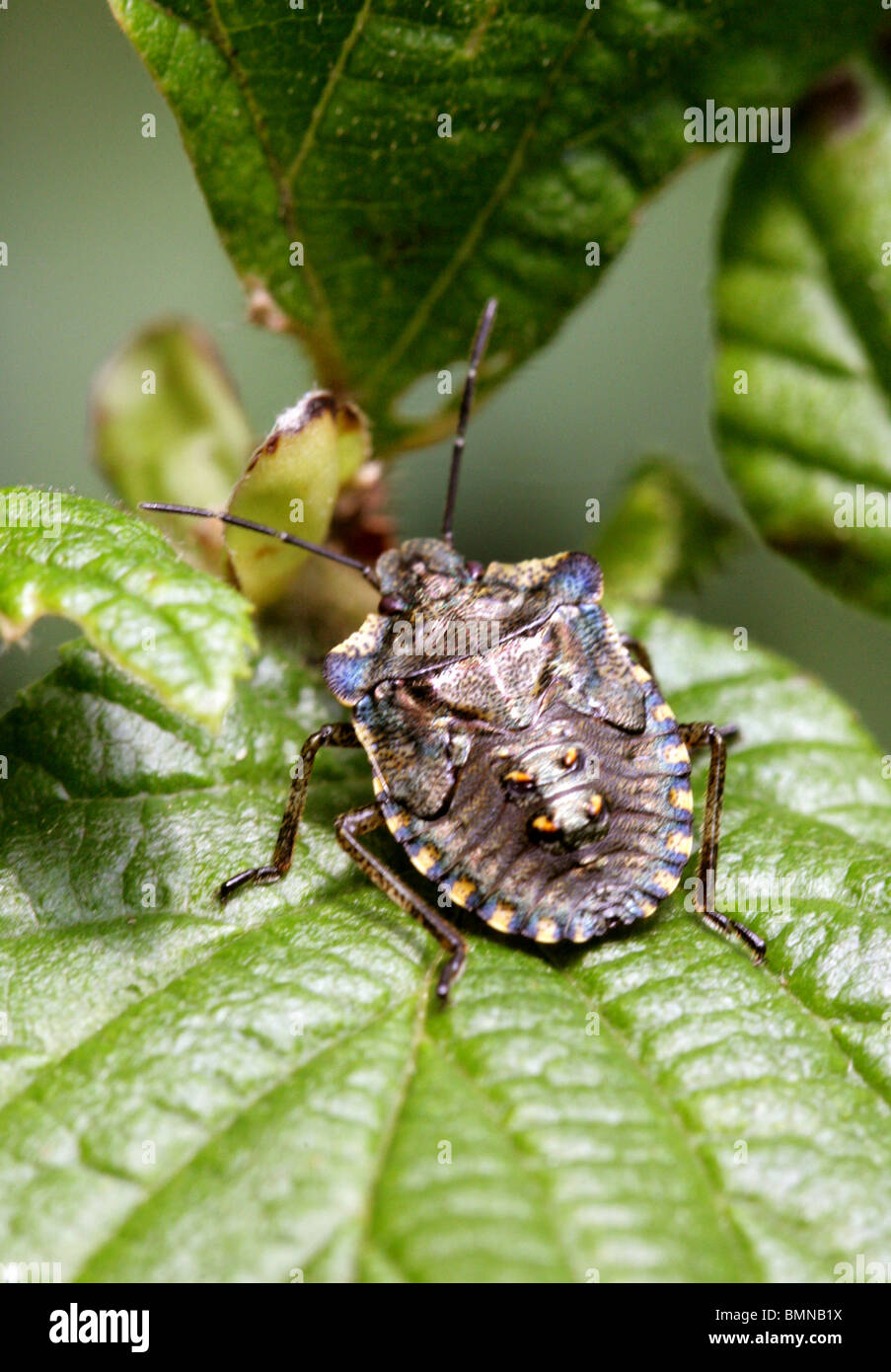 Forest Shieldbug, Final Instar of Pentatoma rufipes, Pentatomidae, Hemiptera. Last nymph stage before becoming an adult insect. Stock Photo