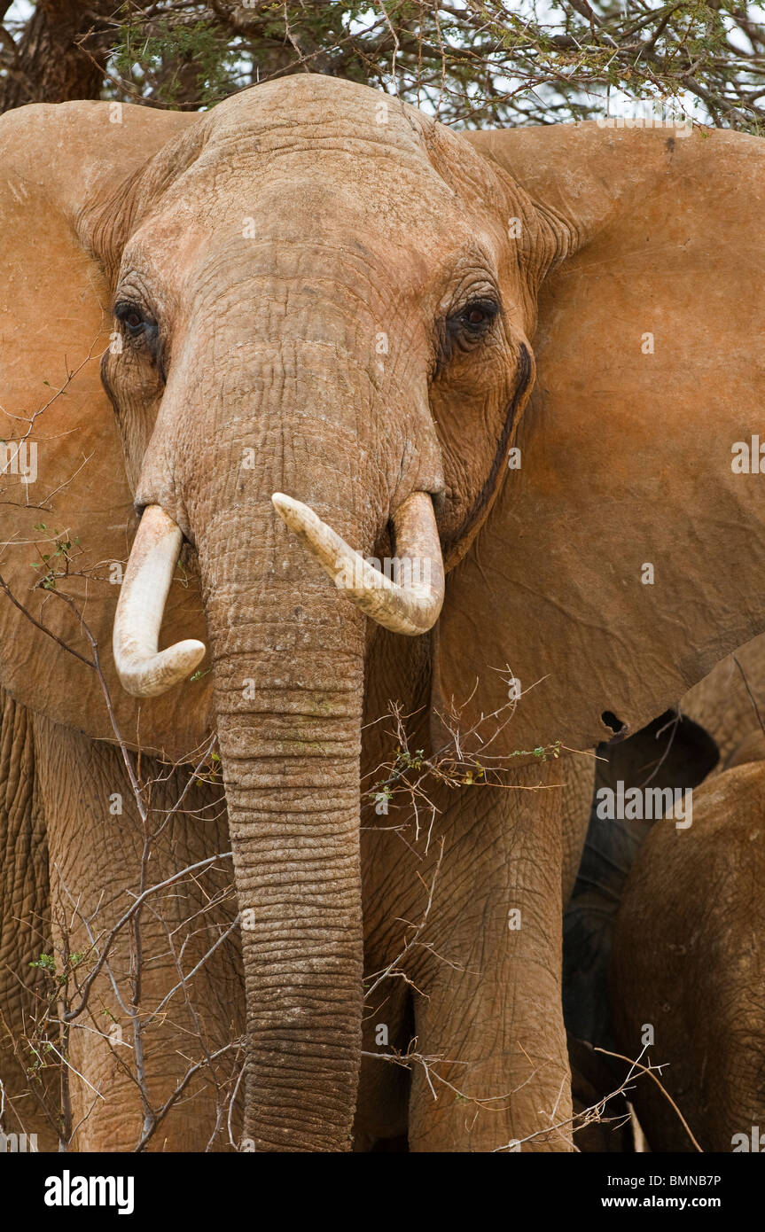 Elephant (Loxodonta africana) - single adult female matriarch elephant close-up, Tsavo East National Park, Kenya, Eastern Africa Stock Photo