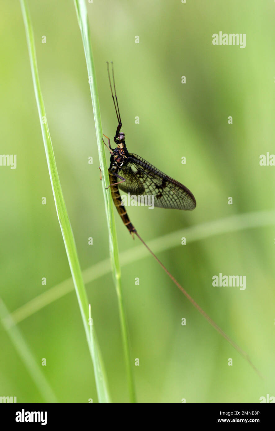 Mayfly, Ephemera vulgata, Ephemeridae, Ephemeroptera. Stock Photo