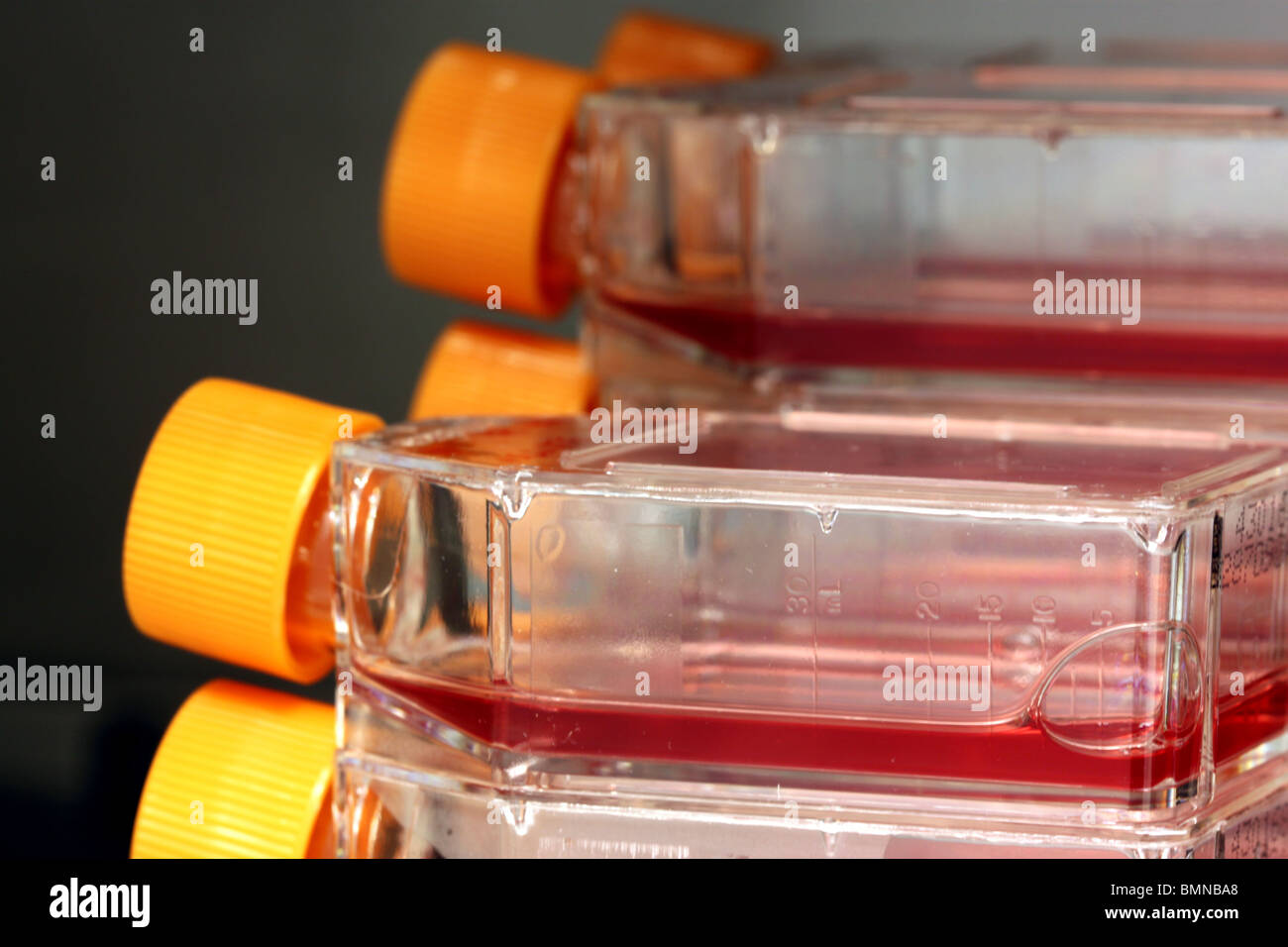 Cell culture flasks growing viruses in an incubator Stock Photo