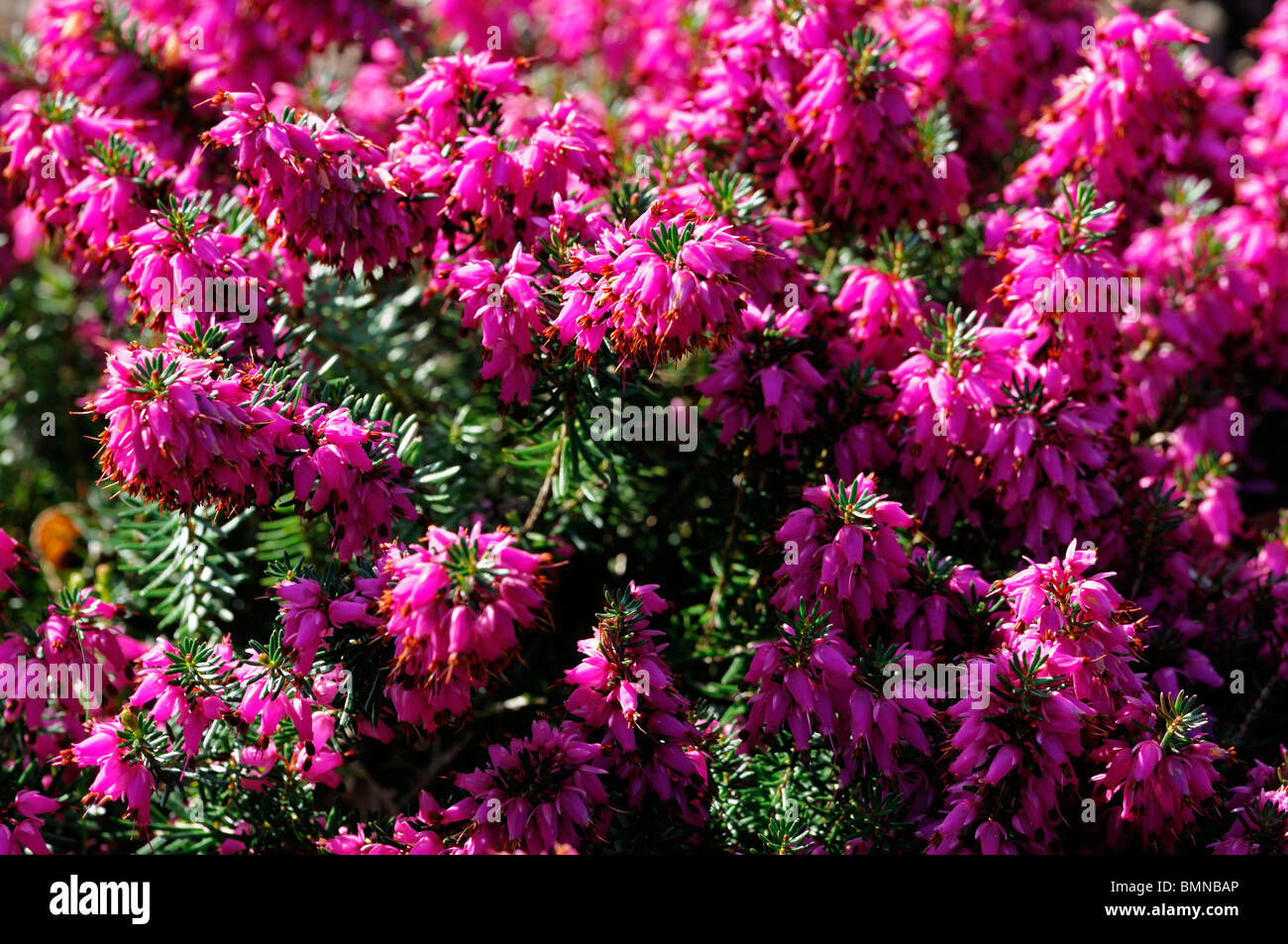 Erica carnea rosalie pink Winter heath Winter Flowering Heather Spring heath syn. herbacea mediterranea Stock Photo