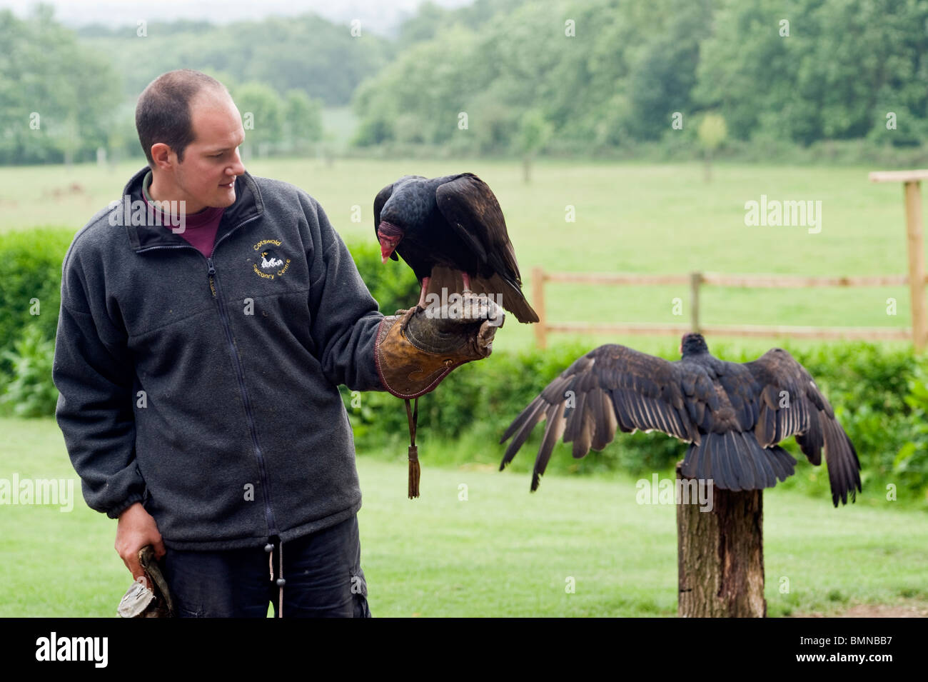 Captive birds of prey and male bird handler at a UK outdoor bird of prey centre. Stock Photo