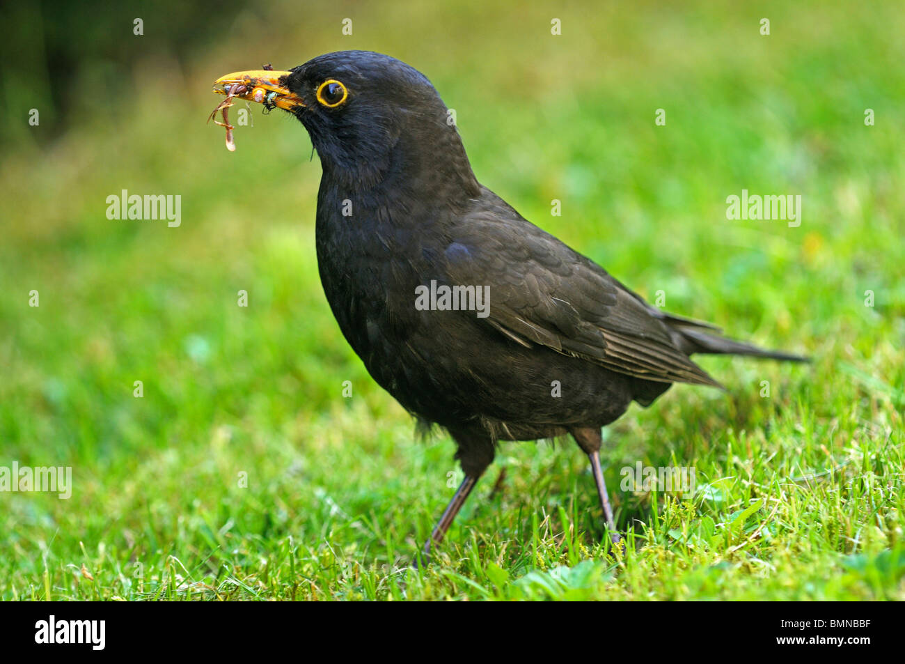 Male of Common Blackbird eating an earthworm, Turdus merula Stock Photo Alamy