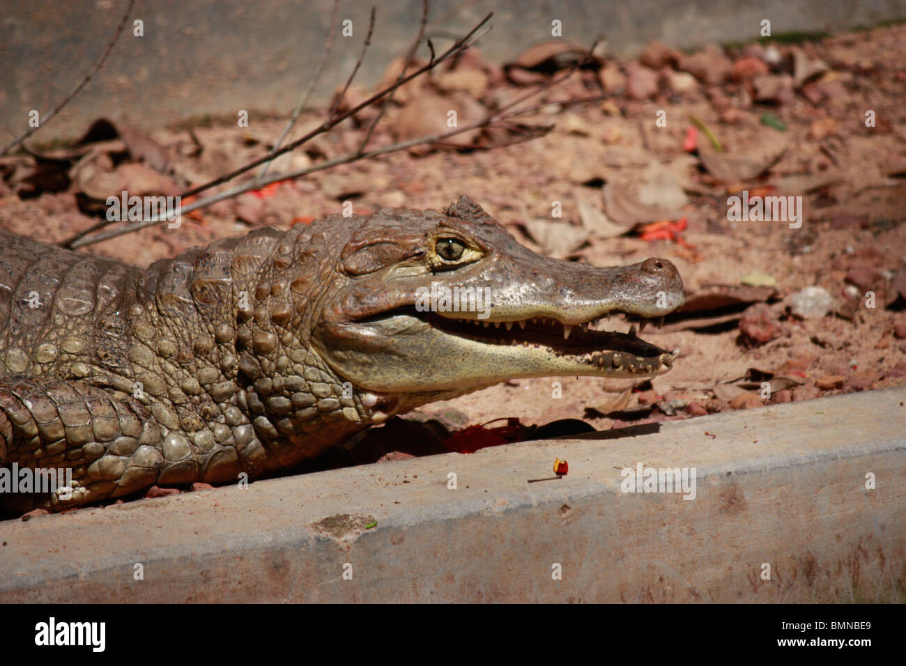 close up of a crocodile emerging from water searching for prey Stock Photo