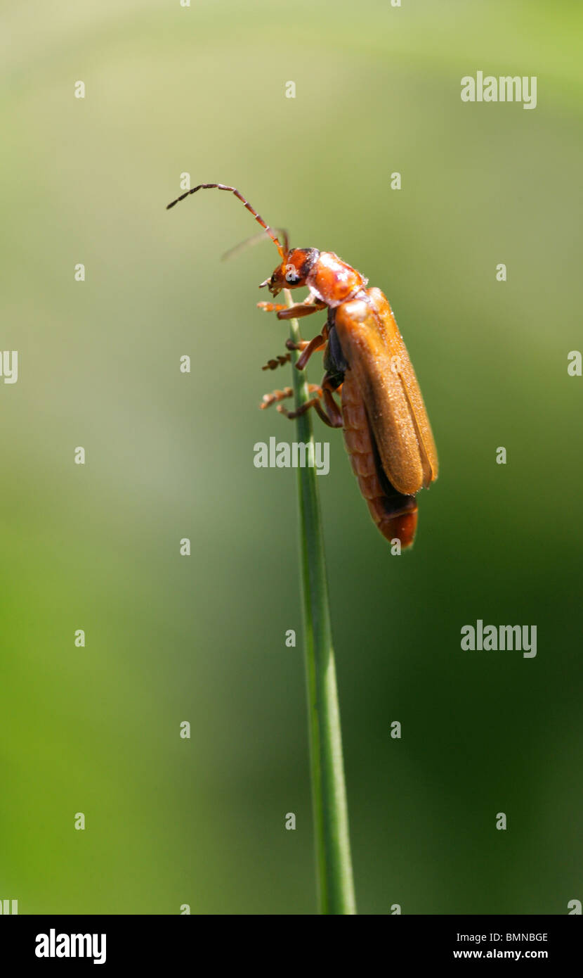 Common Red Soldier Beetle, Cantharis rufa, Cantharidae, Coleoptera