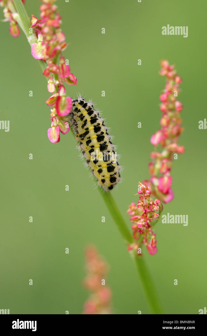 Caterpillar of a Six-spot Burnet Moth, Zygaena filipendulae, Lepidoptera. Preparing to Pupate on Common Sorrel, Rumex acetosa. Stock Photo