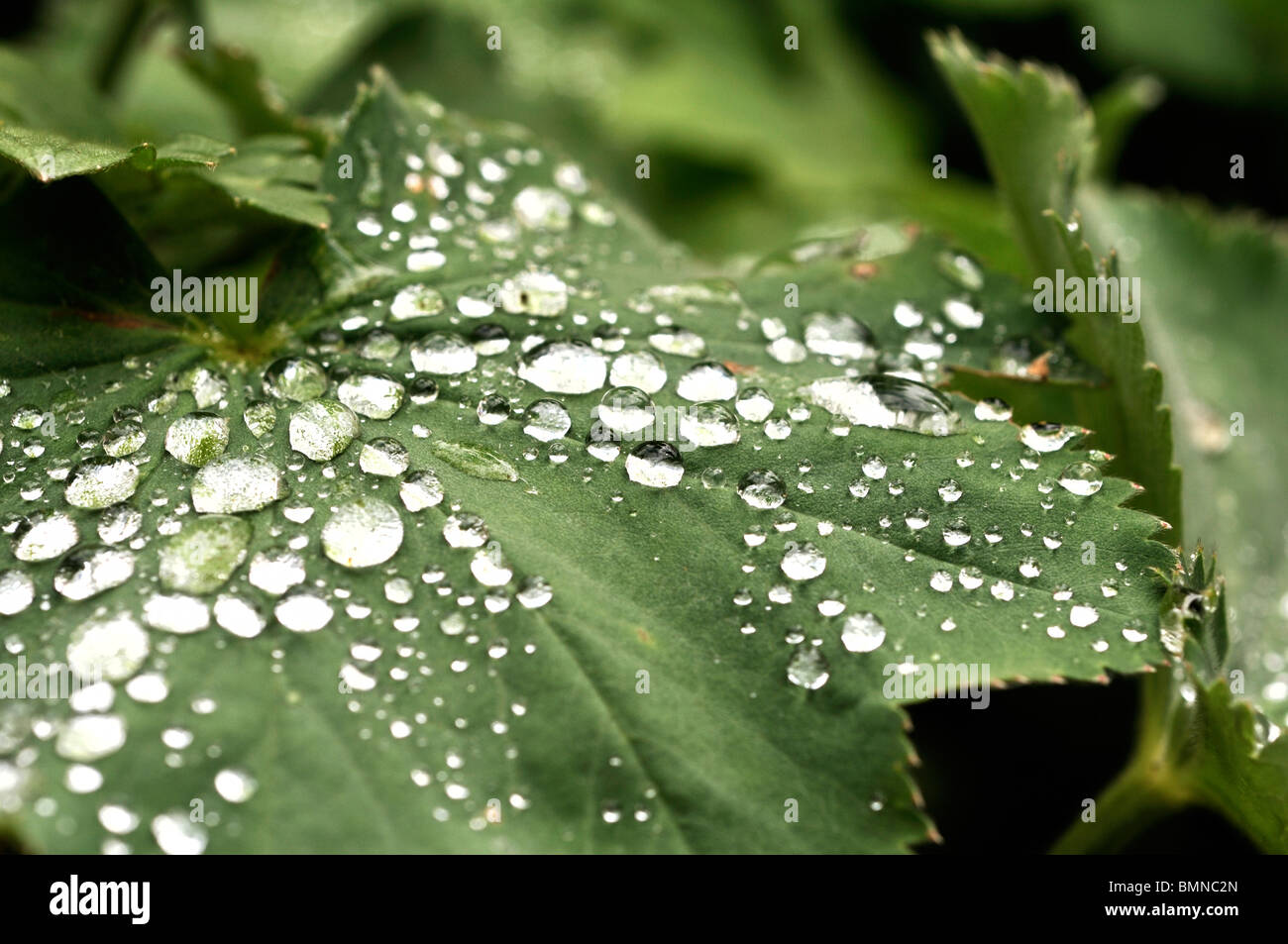 Water beading on Alchemilla mollis leaves after the rain Stock Photo