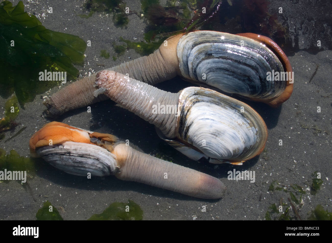 Geoduck clam digging on Washinton State's Puget Sound during a minus 3