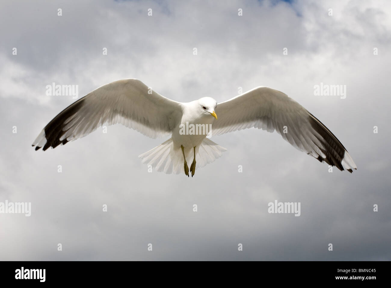 big white seagull flying in the blue sky Stock Photo - Alamy