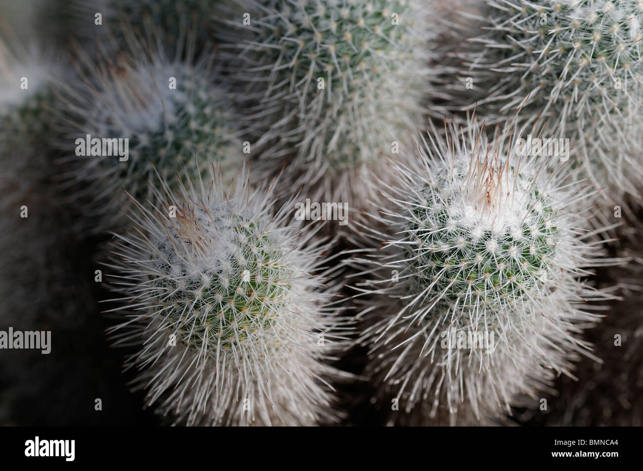 Pincushion Cactus Mammillaria geminispina Mammillaria albata Stock Photo
