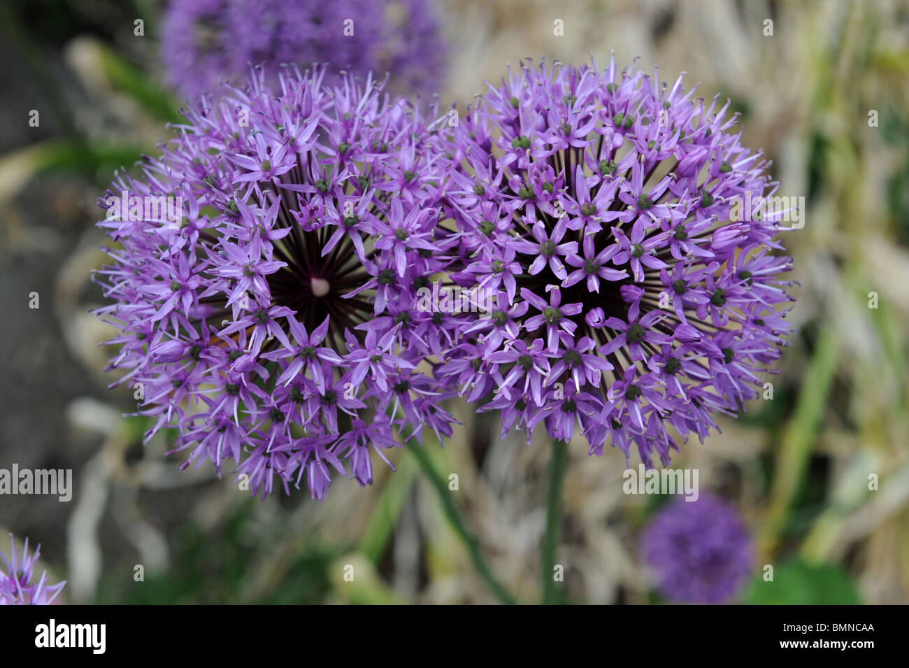 Allium Hollandicum Purple Sensation Ornamental onion in flower Stock Photo