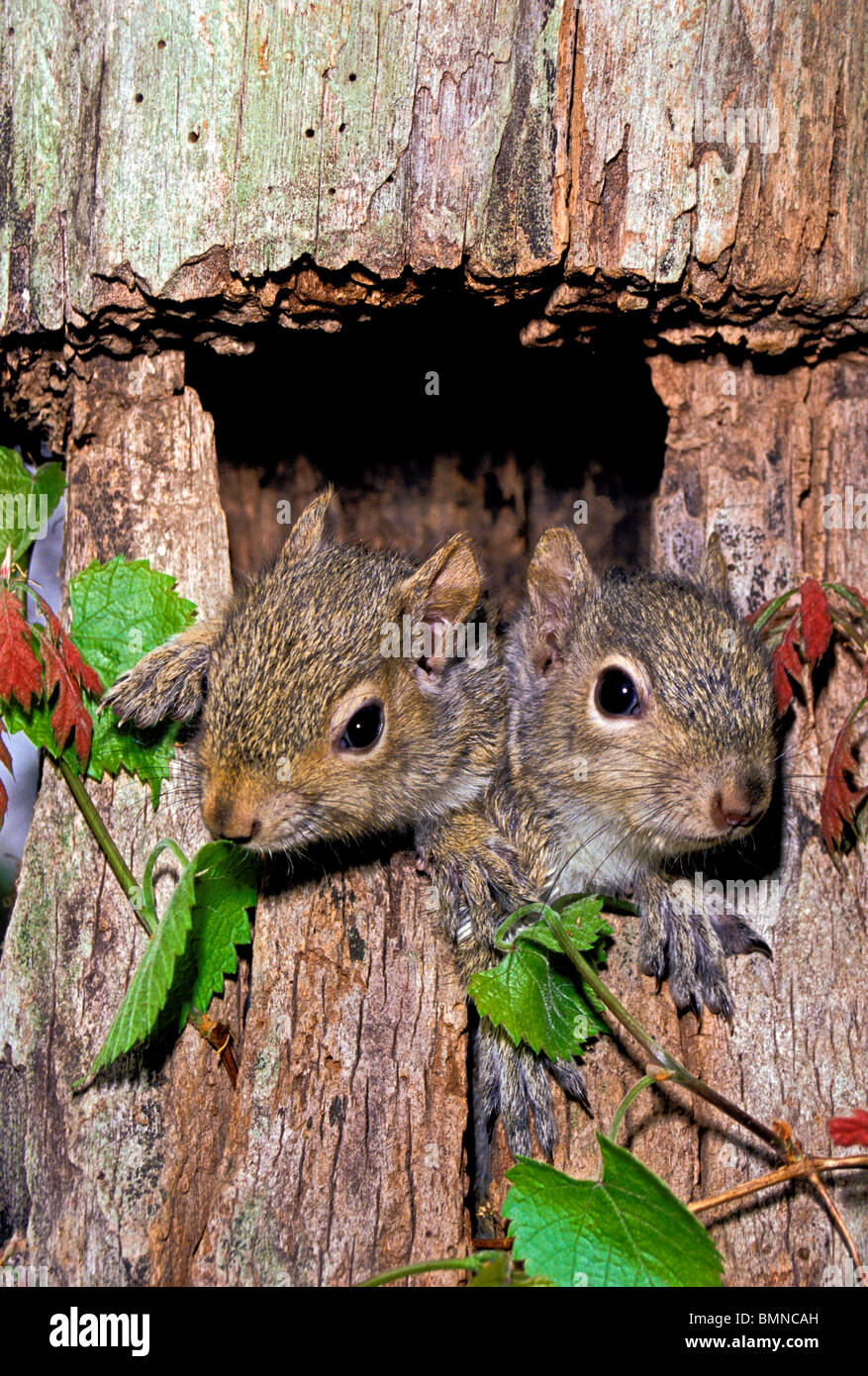 Baby Eastern gray squirrels (Sciurus carolinensis) poking their heads out of the den with oak vine, Midwest USA Stock Photo