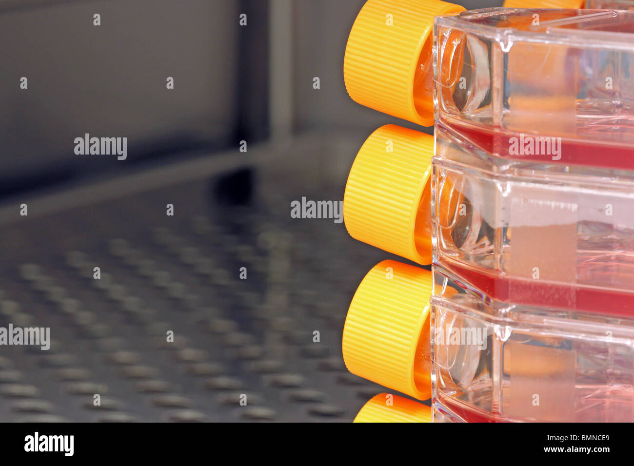 Virus/Cell culture in flasks in an incubator Stock Photo