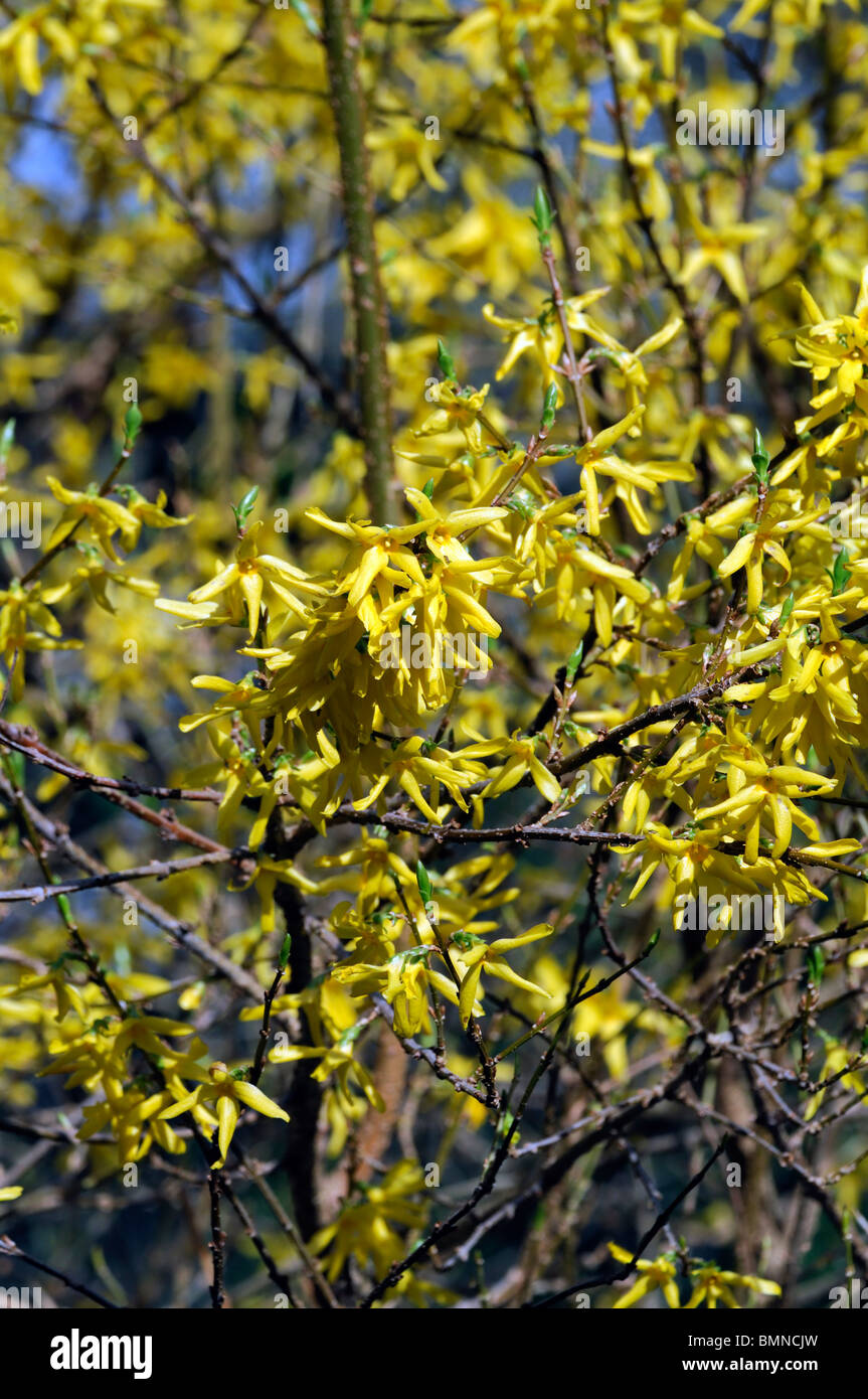 forsythia x intermedia spectabilis bright yellow flowers spring vigorous variety bloom blooming blossom blossoming deciduous tre Stock Photo