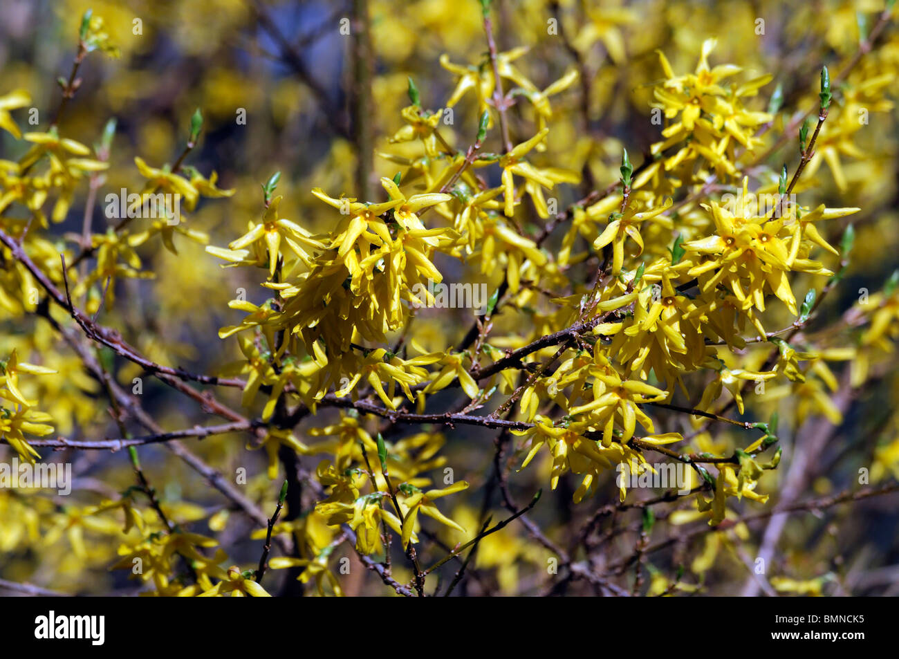 forsythia x intermedia spectabilis bright yellow flowers spring vigorous variety bloom blooming blossom blossoming Stock Photo