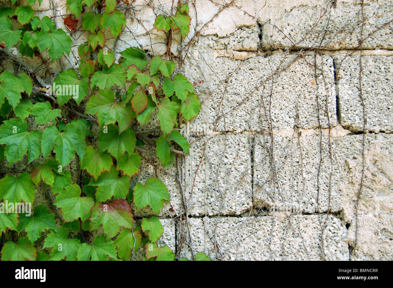 Green ivy growing on a cement brick wall. Force of nature concept. Stock Photo