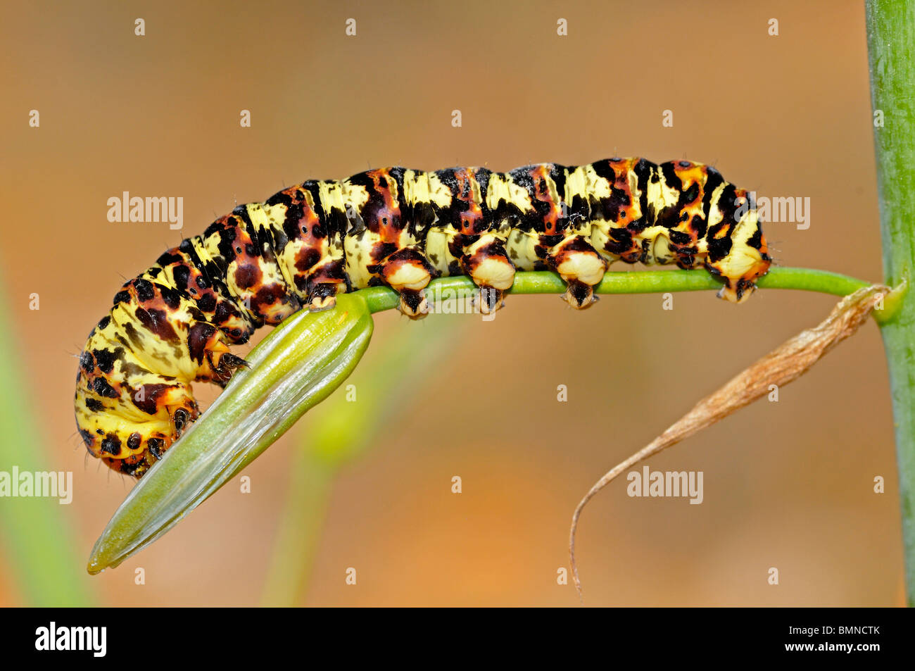 Caterpillar of the Cherry spot moth or Lily borer (Diaphone eumela), Namaqualand, South Africa Stock Photo