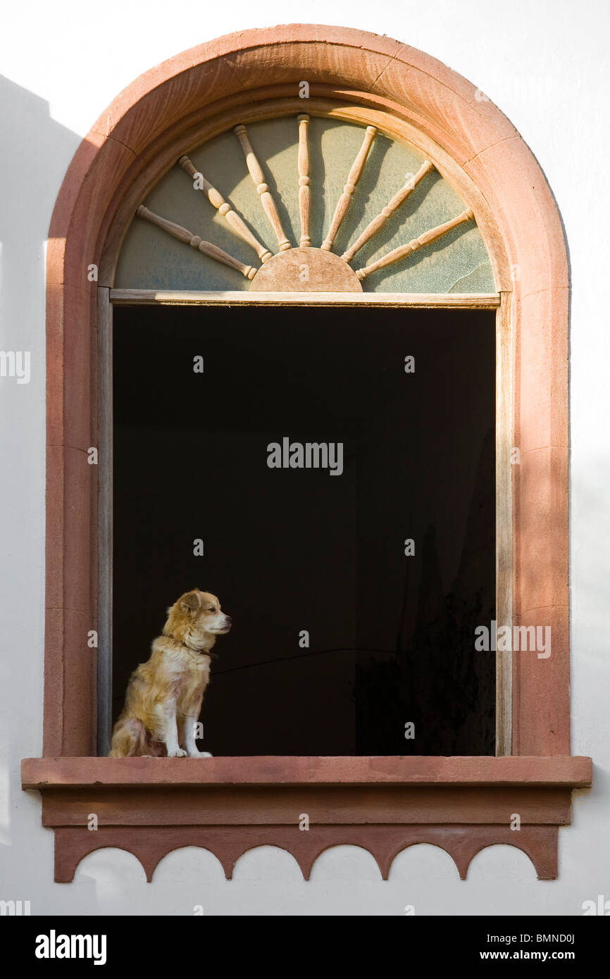 Dog in a window in Galdar, Gran Canaria Stock Photo