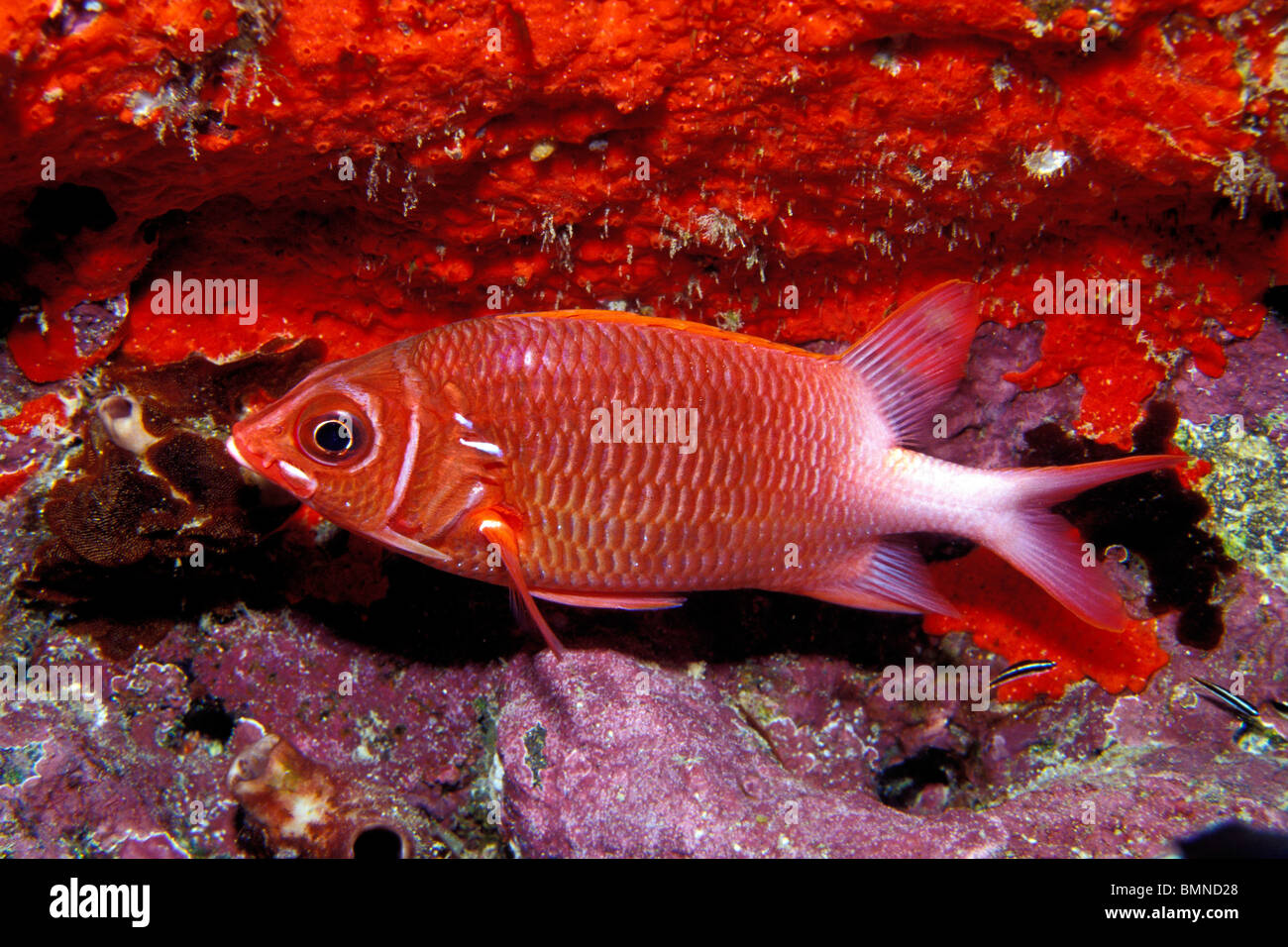 Tailspot squirrelfish, Sargocentron caudimaculatum, Fiji, Pacific Ocean Stock Photo