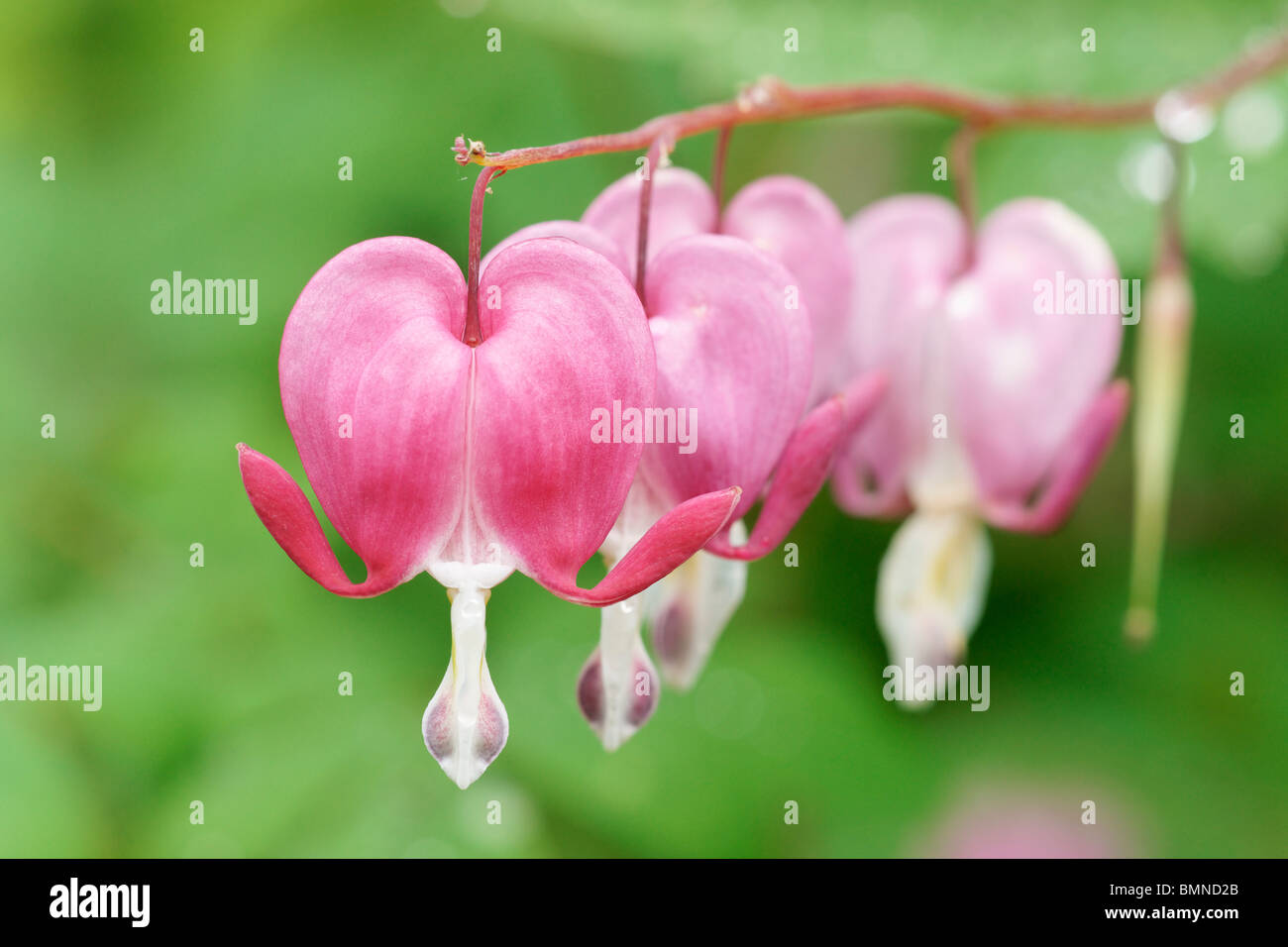 Dicentra spectabilis or Lamprocapnos spectabilis. Bleeding Heart Stock Photo Alamy