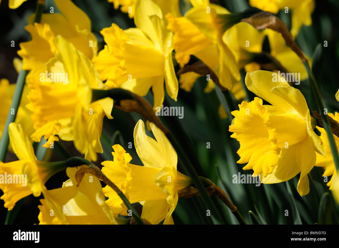 narcissus dutch master large trumpet division 1 Daffodil macro photo
