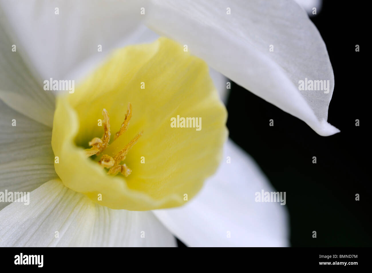 Narcissus sailboat Daffodil macro photo Close up flower bloom blossom Jonquil hybrid white petals pale yellow cup turns cream Stock Photo