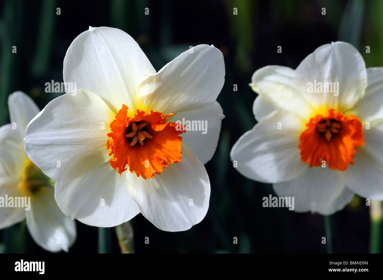 Narcissus verger division 3 Daffodil macro photo Close up flower bloom blossom white perianth red corona Stock Photo