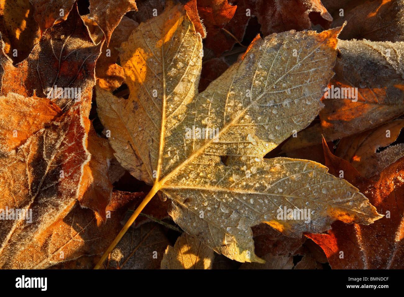 Frost covered autumn leaves hi-res stock photography and images - Alamy