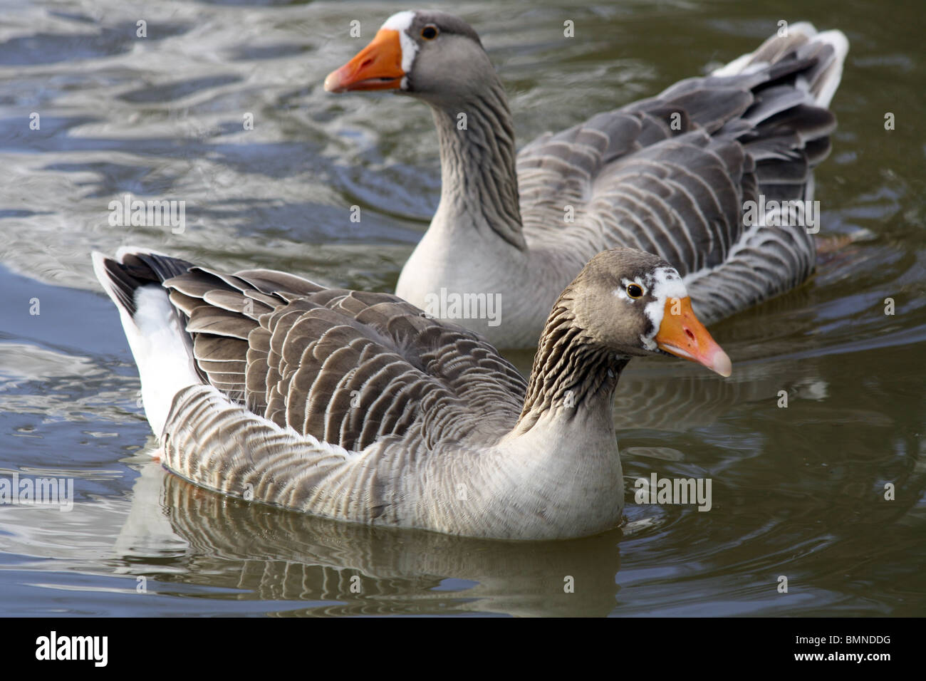 Two Greylag Geese in Oxfordshire river Stock Photo