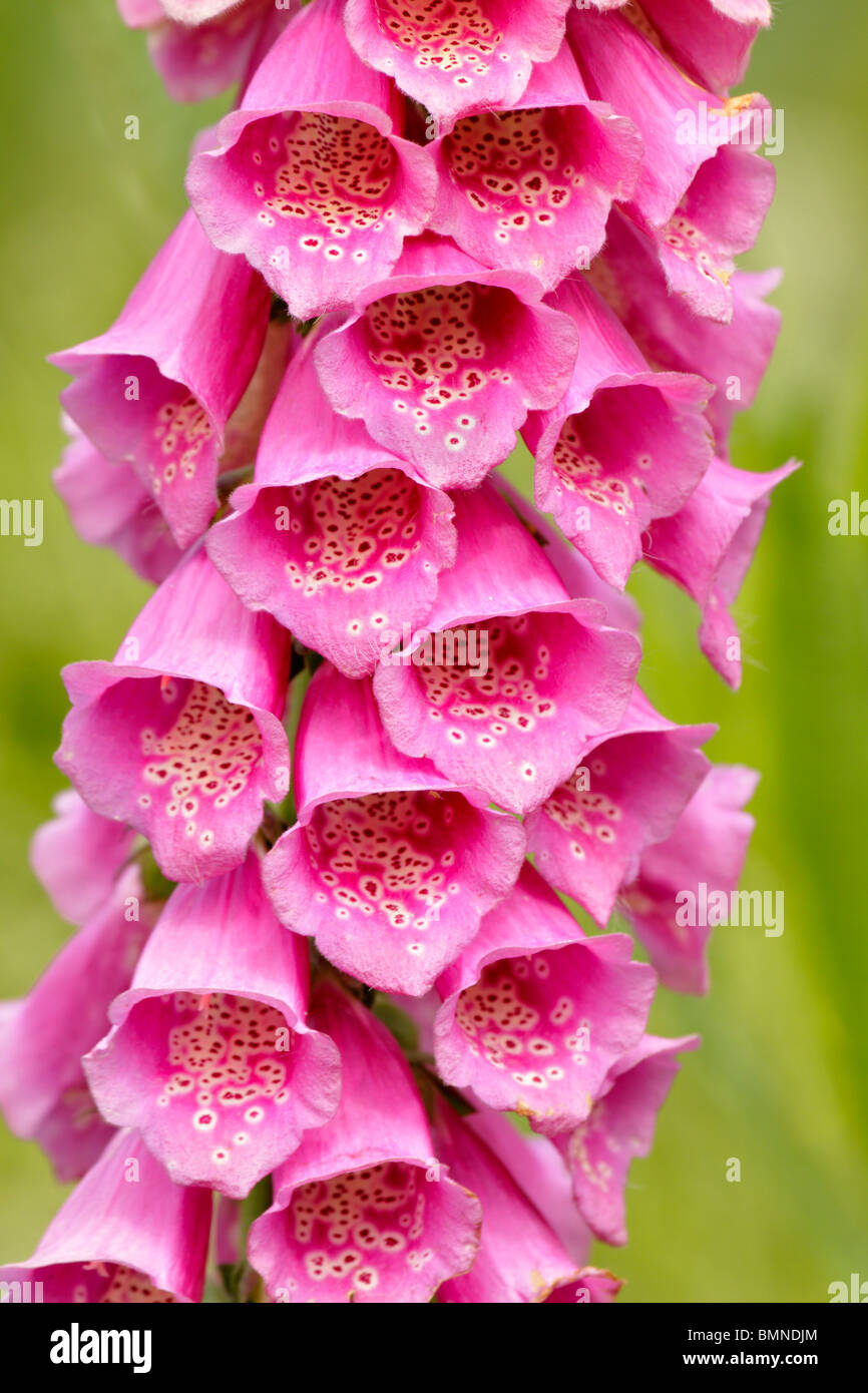 Pink Wild Flower Vancouver British Columbia Stock Photo Alamy