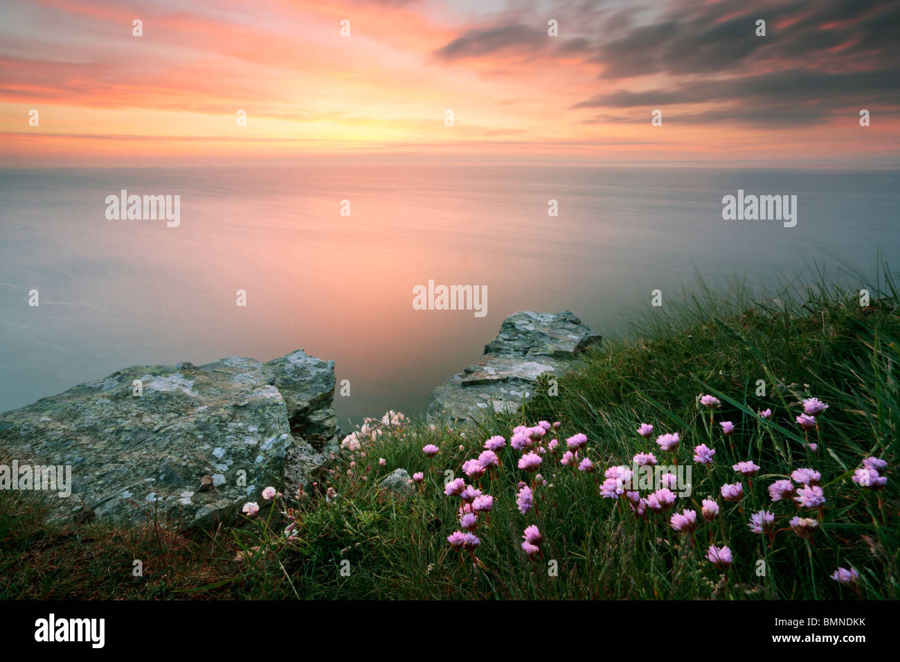 Summer thrift and a twilight sky from the edge of Valley of the Rocks near Lynton in Exmoor National Park, Devon, England Stock Photo
