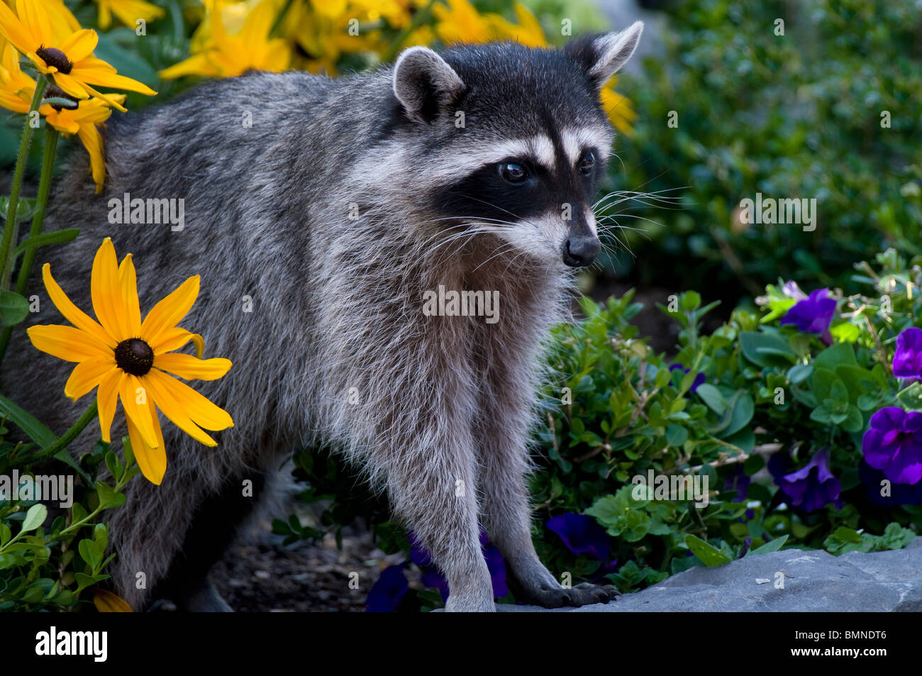 A Young Raccoon (Procyon lotor), Standing In A Flower Bed Stock Photo