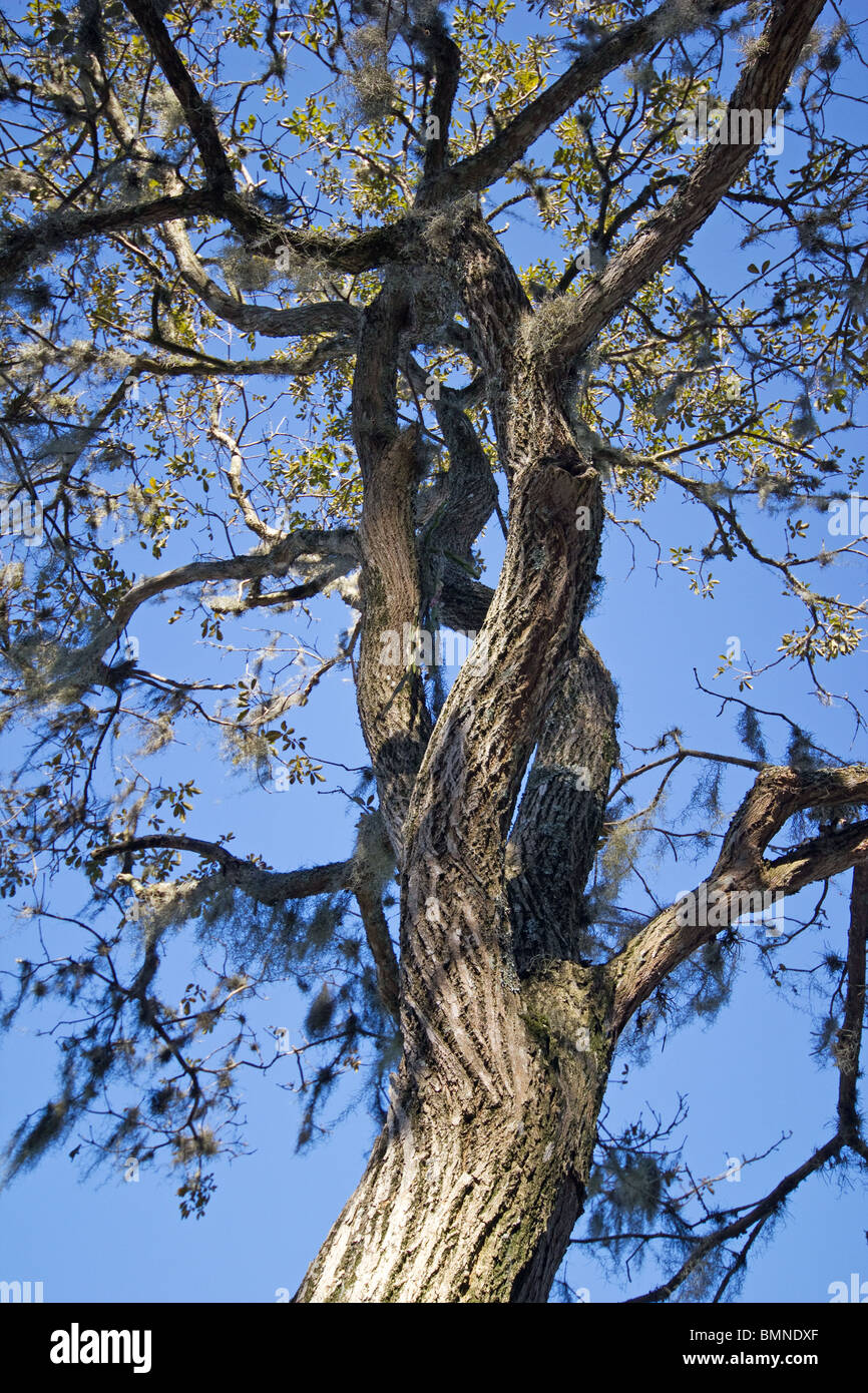 Canopy forest low angle trunk twisted hi-res stock photography and ...