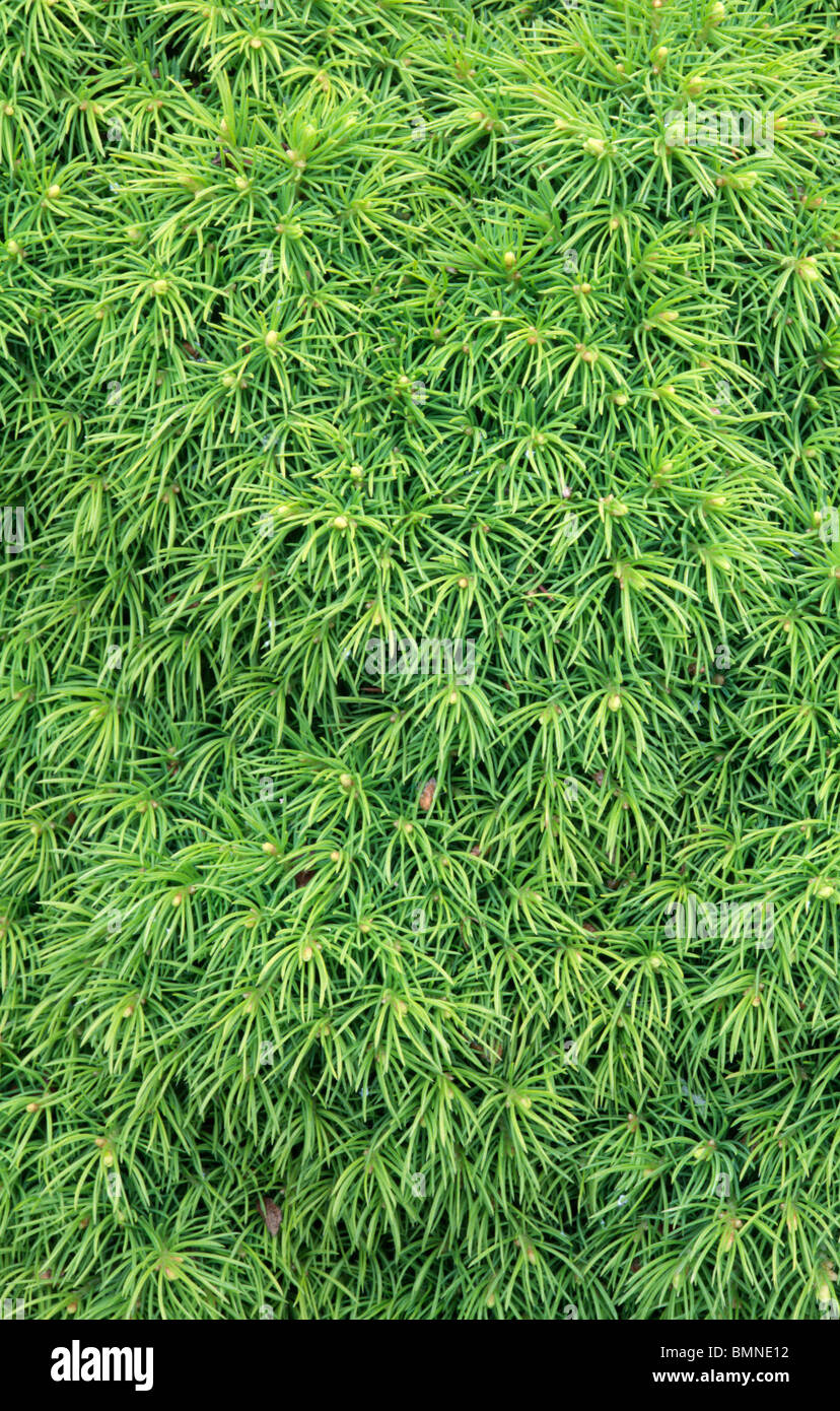 Picea glauca Stock Photo