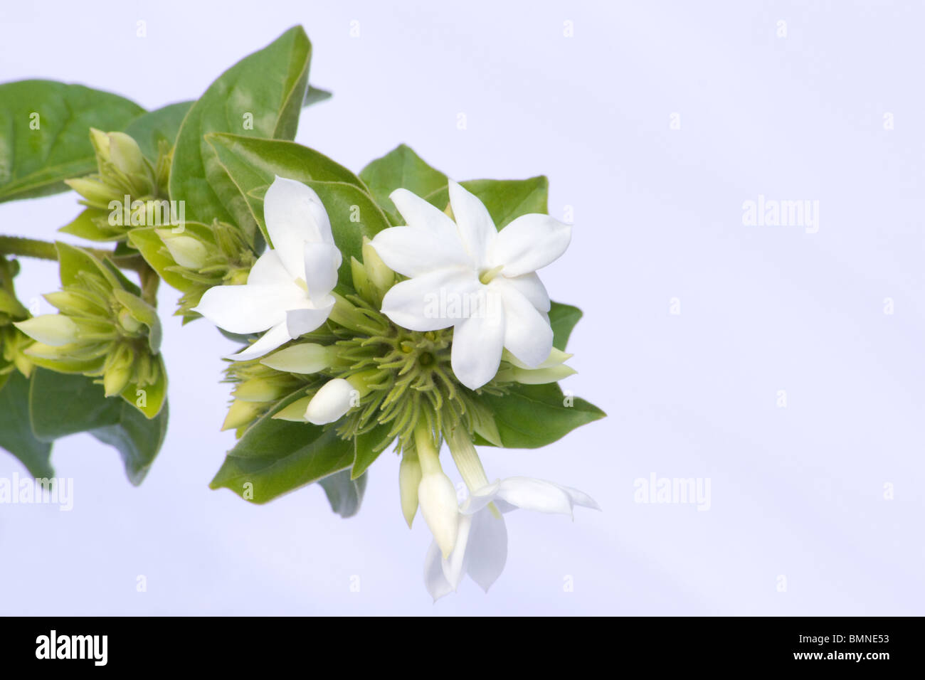 Jasmine (Downy Jasmine (Jasminum multiflorum) flowers on white