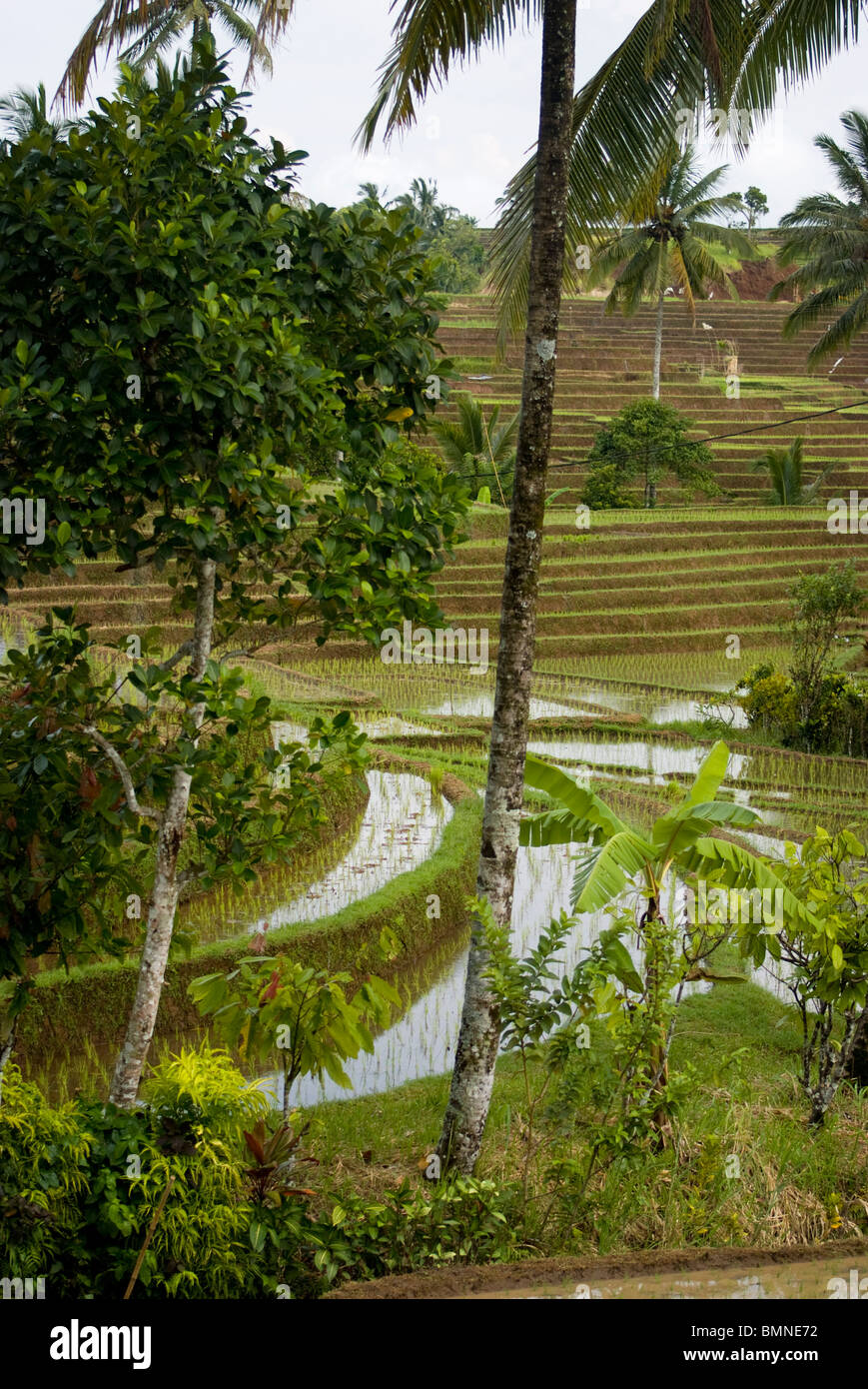 The magnificent rice terraces of Belimbing, Bali, Indonesia. Some of the finest examples in all of Asia. Stock Photo